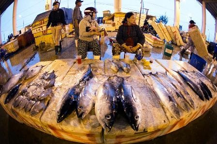 Ngư dân tấp nập đưa “lộc” Hoàng Sa về bến - 2 Chợ cá Thọ Quang bán mua xuyên đêm