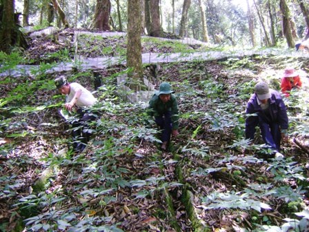 Vườn sâm ở Ngọc Linh