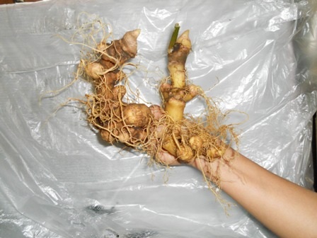 Củ sâm Ngọc Linh