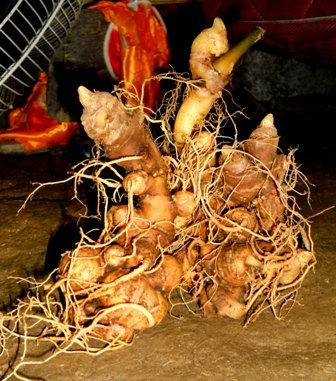 Theo các nhà khoa học, sâm Ngọc Linh tốt tương đương sâm Cao Ly (Hàn Quốc)