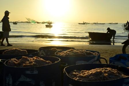 Ngư dân Đà Nẵng trúng mùa ruốc đầu năm - 1 Ngư dân Đà Nẵng trúng mùa ruốc đầu năm