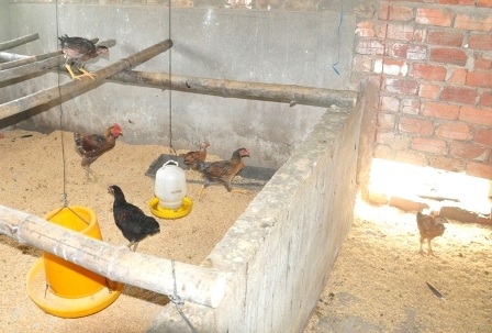 Chủ tịch tỉnh yêu cầu cách chức Chủ tịch xã vụ “gà đi lạc” - 1 Chủ tịch tỉnh yêu cầu cách chức Chủ tịch xã vụ “gà đi lạc”