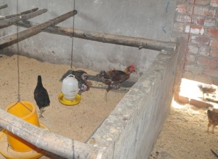 Huyện Quế Sơn đã thu hồi lại toàn bộ số tiền mua gà cấp cho cán bộ nộp ngân sách nhà nước