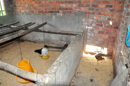 Vụ “gà đi lạc”: Phó Thủ tướng yêu cầu Quảng Nam kiểm tra sự việc - 2 Gà người nghèo được nuôi trong nhà một cán bộ xã Quế An