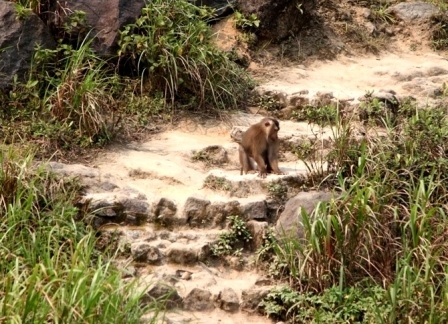 Chuẩn bị dụng cụ để bắt khỉ 