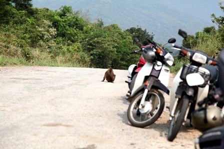 Con khỉ từ trên núi đi xuống chỗ du khách