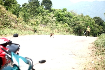 Sau một lúc, con khỉ chạy lên đỉnh Bàn Cờ.