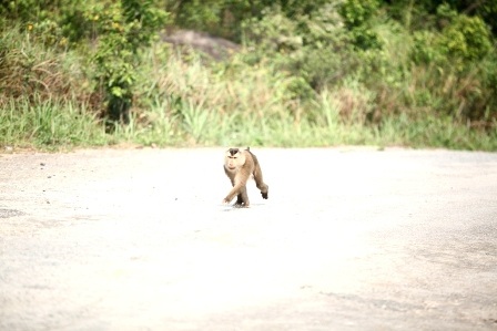 Sau một lúc, con khỉ chạy lên đỉnh Bàn Cờ.
