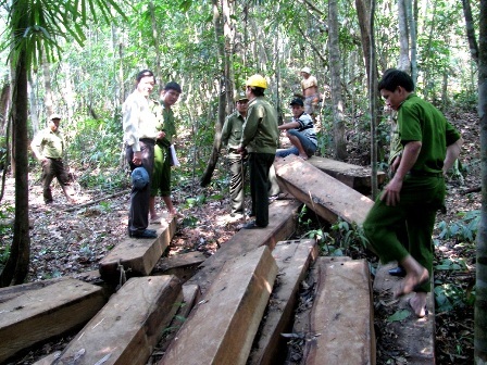 Bắt thêm hai đối tượng phá rừng đặc dụng Bà Nà – Núi Chúa - 1 Gỗ vô chủ được phát hiện trong rừng đặc dụng Bà Nà – Núi Chúa