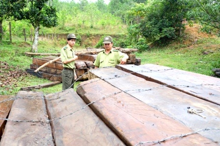 Bắt 2 đối tượng phá rừng đặc dụng Bà Nà - Núi Chúa