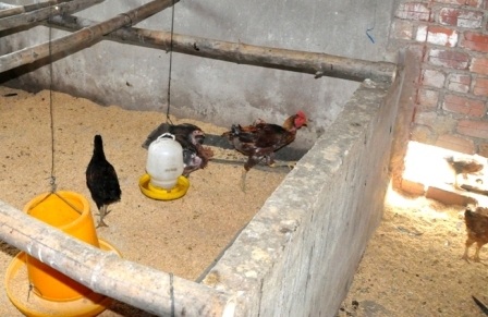 Gà đi lạc” vào nhà cán bộ xã Quế An khiến người dân bức xúc