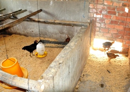 Phó Thủ tướng yêu cầu xử lý cán bộ sai phạm vụ “gà đi lạc” - 1 Gà được cấp cho cán bộ xã Quế An nuôi thay vì cấp cho dân