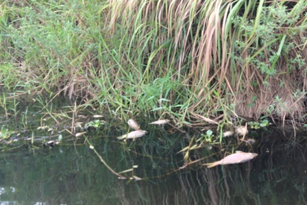 Các chết nổi trên sông, tấp vào bèo gây ô nhiễm môi trường