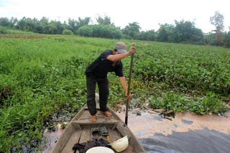Người dân dùng ghe đi vớt cá chết trên sông
