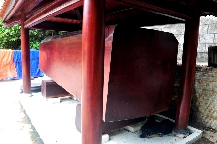 Khúc gổ khủng trưng bày trong biệt phủ