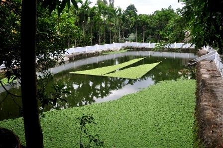 Ao cá, tiểu cảnh được xây dựng bên trong