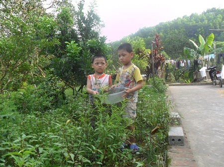Bố mẹ bán máu lấy tiền cho 2 con chữa bệnh - 4 Tuấn và Tú giúp bố mẹ hái rau chuẩn bị buổi cơm chiều