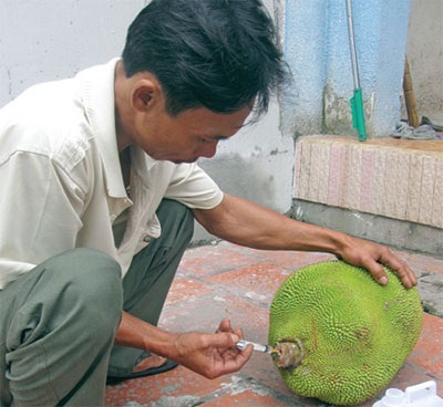 Kinh hãi trái cây bị “ép” chín bằng hóa chất - 1 Kinh hãi trái cây bị “ép” chín bằng hóa chất - 1