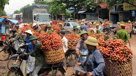 1kg vải thiều = 2 ly trà đá - 1 1kg vải thiều = 2 ly trà đá - 1