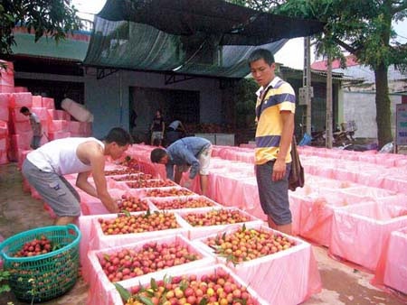 Thương nhân nước ngoài thu mua nông sản gây xáo trộn thị trường - 1