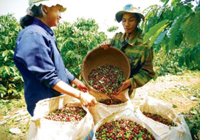 Lo bị ép giá cà phê - 1