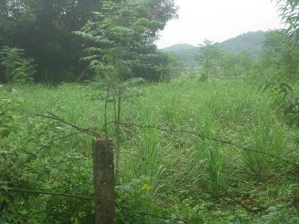 Đất Ba Vì: Hỏi mua rồi... lặn mất tăm  - 3