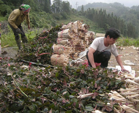 Trầm lắng thị trường quà tặng và hoa tươi 20/10 - 3 Trầm lắng thị trường quà tặng và hoa tươi 20/10 - 3