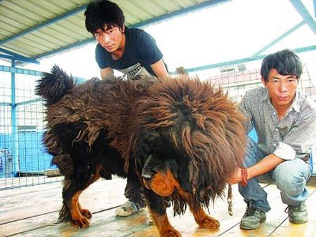 Đại gia “đổ” hơn 30 tỷ đồng “tậu” cún cưng - 1 Đại gia “đổ” hơn 30 tỷ đồng “tậu” cún cưng - 1