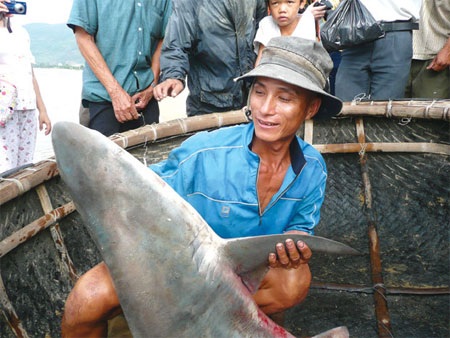 Ráo riết săn lùng vi cá mập - 1 Ráo riết săn lùng vi cá mập - 1