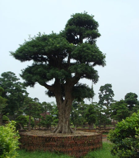 “Đột nhập” vườn cổ tùng nghìn tỷ ở Vĩnh Phúc - 11 “Đột nhập” vườn cổ tùng nghìn tỷ ở Vĩnh Phúc - 11
