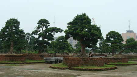 “Đột nhập” vườn cổ tùng nghìn tỷ ở Vĩnh Phúc - 2 “Đột nhập” vườn cổ tùng nghìn tỷ ở Vĩnh Phúc - 2
