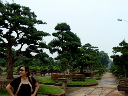 “Đột nhập” vườn cổ tùng nghìn tỷ ở Vĩnh Phúc - 7 “Đột nhập” vườn cổ tùng nghìn tỷ ở Vĩnh Phúc - 7
