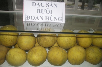 Nhập nhèm thương hiệu “Bưởi đặc sản Đoan Hùng” - 3 Nhập nhèm thương hiệu “Bưởi đặc sản Đoan Hùng” - 3