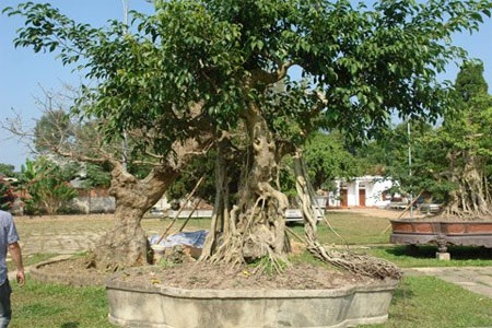 Đổi 6 lô biệt thự lấy cây cảnh “ngai vàng” - 1 Đổi 6 lô biệt thự lấy cây cảnh “ngai vàng” - 1