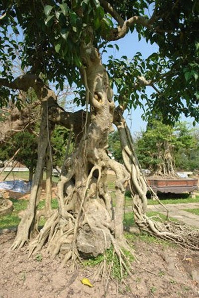 Đổi 6 lô biệt thự lấy cây cảnh “ngai vàng” - 2 Đổi 6 lô biệt thự lấy cây cảnh “ngai vàng” - 2