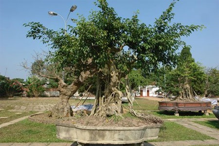 Đổi 6 lô biệt thự lấy cây cảnh “ngai vàng” - 5 Đổi 6 lô biệt thự lấy cây cảnh “ngai vàng” - 5