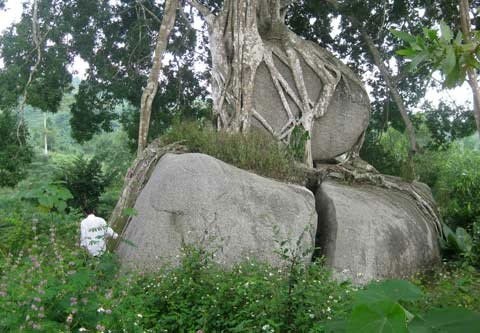 Phát sốt với cây sanh "mâm xôi con gà" giá hàng chục tỷ đồng - 1 Phát sốt với cây sanh "mâm xôi con gà" giá hàng chục tỷ đồng - 1