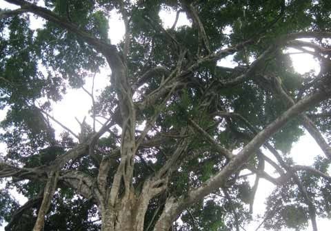 Phát sốt với cây sanh "mâm xôi con gà" giá hàng chục tỷ đồng - 4 Phát sốt với cây sanh "mâm xôi con gà" giá hàng chục tỷ đồng - 4
