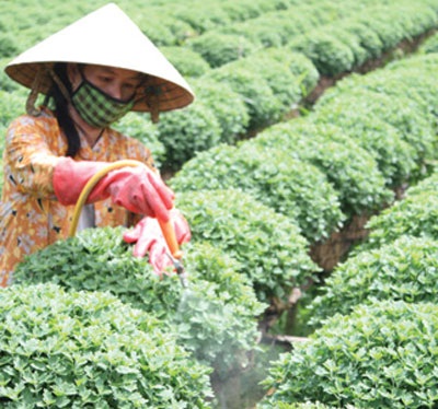 Trắc trở mùa hoa Tết ở miền Tây - 1 Trắc trở mùa hoa Tết ở miền Tây - 1