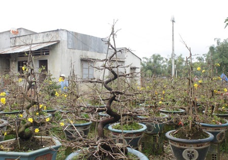 Làng mai “bạc tỷ” hối hả đón xuân - 3 Làng mai “bạc tỷ” hối hả đón xuân - 3