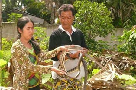 Độc đáo mô hình nuôi rắn thả vườn - 1 Độc đáo mô hình nuôi rắn thả vườn - 1