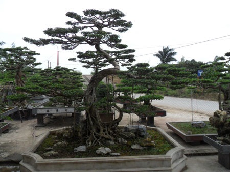 Làng Vị Khê: Đất tổ của nghề hoa và cây cảnh - 1 Làng Vị Khê: Đất tổ của nghề hoa và cây cảnh - 1