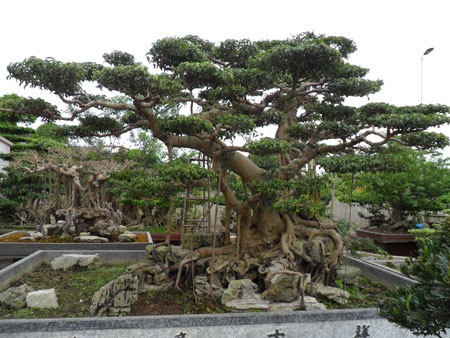 Làng Vị Khê: Đất tổ của nghề hoa và cây cảnh - 2 Làng Vị Khê: Đất tổ của nghề hoa và cây cảnh - 2