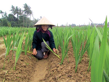 Trồng hoa tết: kẻ khóc, người cười - 1 Trồng hoa tết: kẻ khóc, người cười - 1