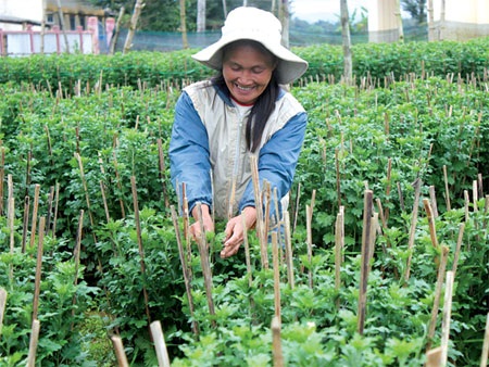 Trồng hoa tết: kẻ khóc, người cười - 2 Trồng hoa tết: kẻ khóc, người cười - 2