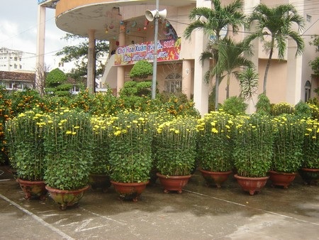 Giá mai Tết tăng gấp 2-3 lần năm ngoái - 3