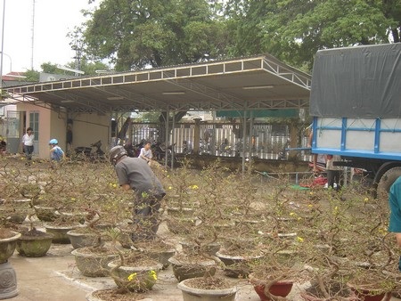 Giá mai Tết tăng gấp 2-3 lần năm ngoái - 1