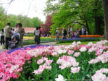 Xuất ngoại ngắm lễ hội hoa - 1 Xuất ngoại ngắm lễ hội hoa - 1