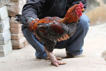 Đại gia săn gà Đông Cảo: Họ là ai? - 2 Đại gia săn gà Đông Cảo: Họ là ai? - 2