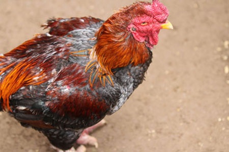 Đại gia săn gà Đông Cảo: Họ là ai? - 3 Đại gia săn gà Đông Cảo: Họ là ai? - 3